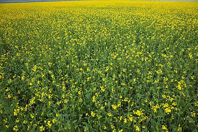 《ALPHA-NIGHTHAWK》已于STEAM平台正式上市！