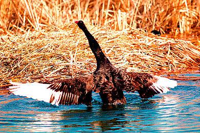 中世纪动作游戏《枯萎病：生存》实机演示